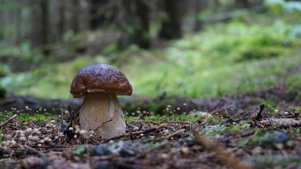 Le Vallon D'Armandine, Gite Ecologique Auvergne Saint-Hilaire  Экстерьер фото