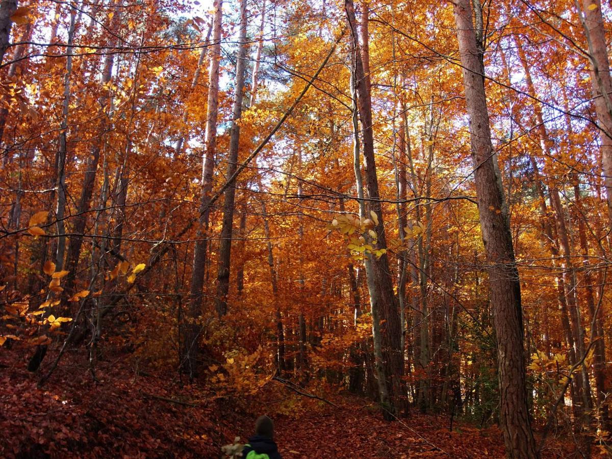 Le Vallon D'Armandine, Gite Ecologique Auvergne Saint-Hilaire  Экстерьер фото